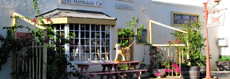 The Marmalade Cat in Atlantis, Western Cape, South Africa